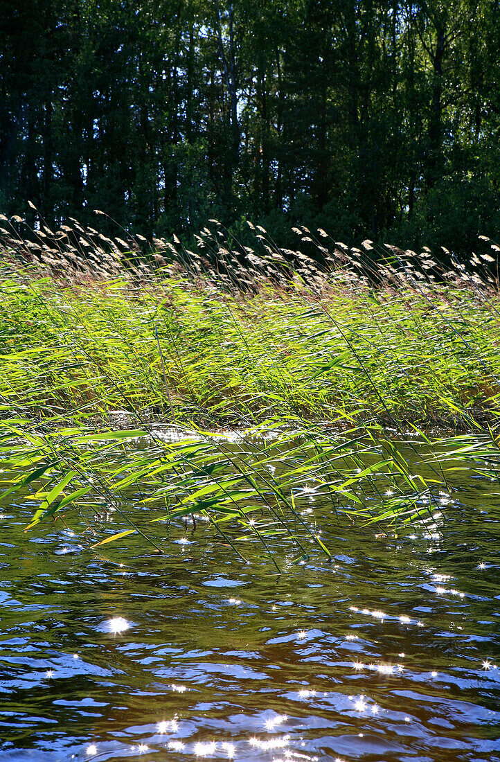 Reed at the shore of lake Saimaa in the sunlight, Saimaa Lake District, Finland, Europe