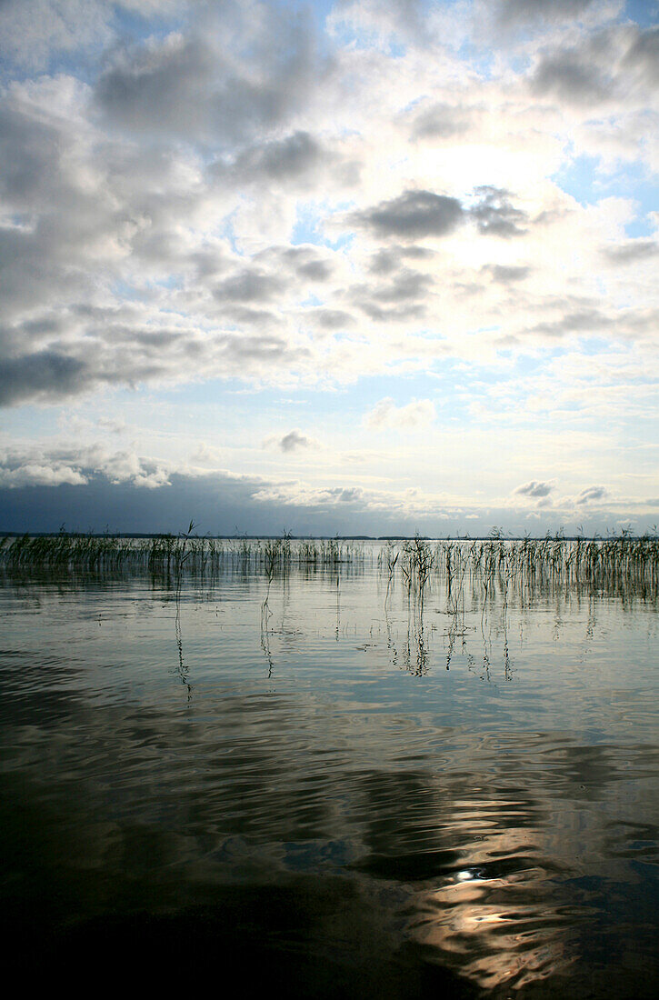 Schilf am Ufer des Saimaa Sees unter Wolkenhimmel, Saimaa Seenplatte, Finnland, Europa