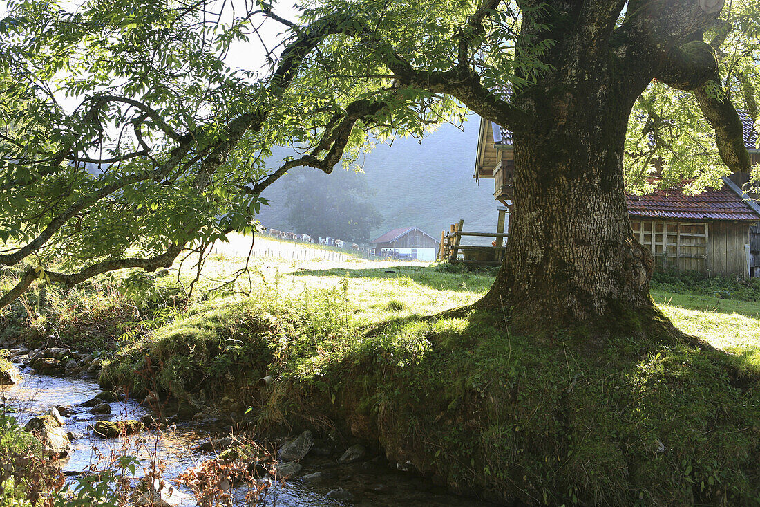 Tree at a stream in the morning light, Arzmoos, Sudelfeld, Bavaria, Germany