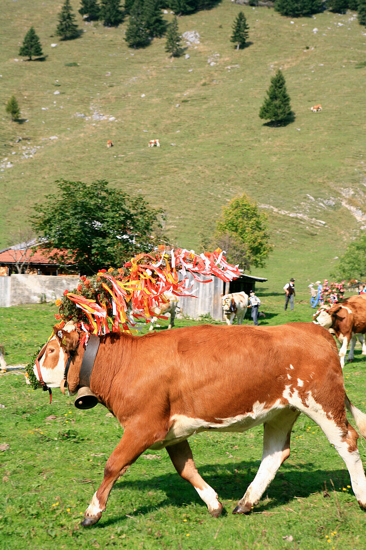 Kuh beim Almabtrieb von der Unteren Arzmoos, Arzmoos, Sudelfeld, Bayern, Deutschland