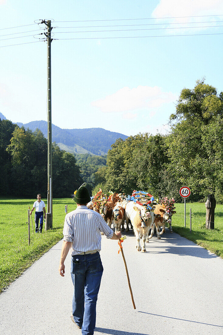 Kühe auf einer Landstrasse, Almabtrieb von der Unteren Arzmoos nach Brannenburg, Brannenburg, Landkreis Rosenheim, Bayern, Deutschland