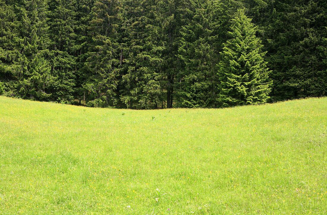 Grüne Weide am Waldrand, Arzmoos, Sudelfeld, Bayern, Deutschland