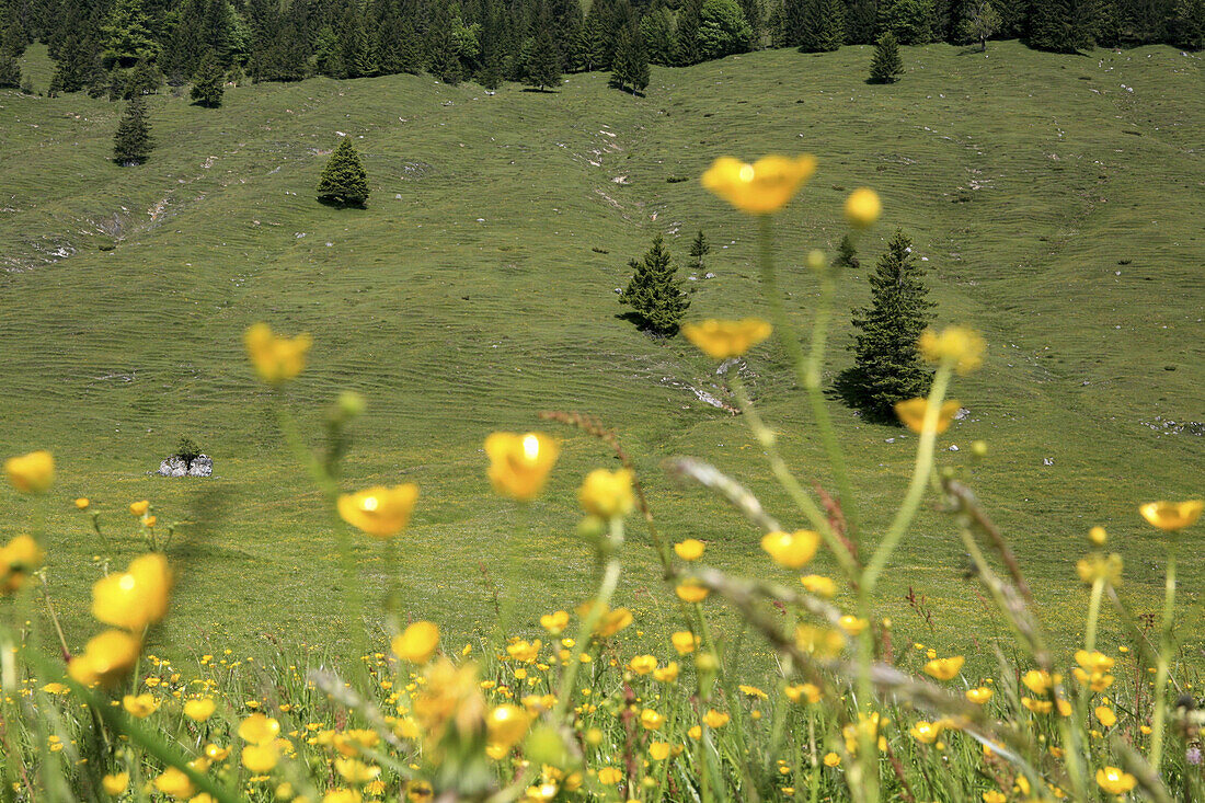 Almwiese mit Butterblumen, Arzmoos, Sudelfeld, Bayern, Deutschland