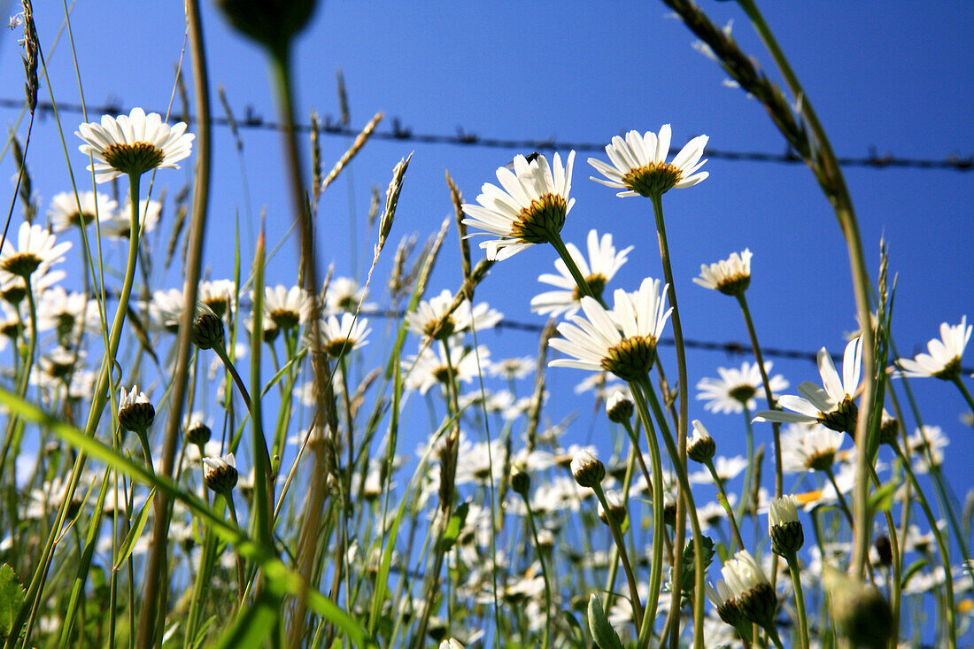 Margeriten vor Stacheldrahtzaun und blauem Himmel, Arzmoos, Sudelfeld, Bayern, Deutschland