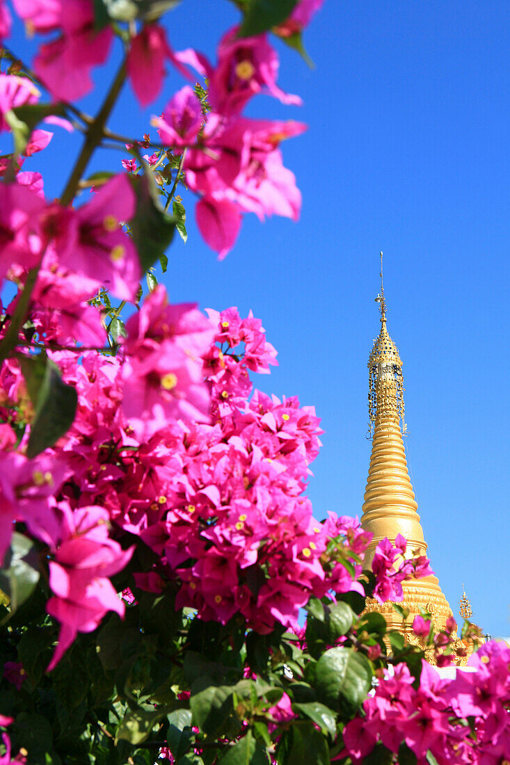 Goldene Stupa der Pagode des Shwe Yan Bye Kloster hinter blühender Bougainvillea, Nyaungshwe, Shan Staat, Myanmar, Birma, Asien