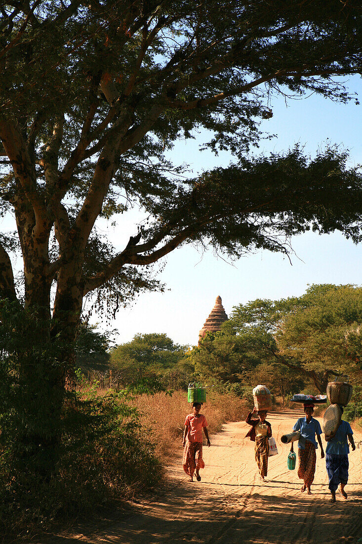 Women carrying baskets under trees at the temple area, Bagan, Myanmar, Burma, Asia
