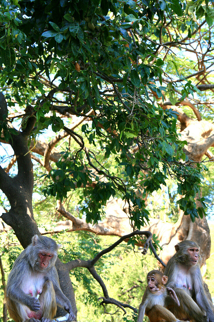 Group of monkeys sitting beneath trees at the foot of the Mount Popa, Myanmar, Burma, Asia