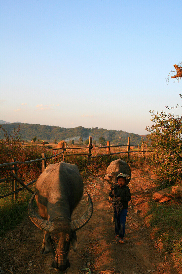 Boy with water buffalos in the light of the evening sun, Hispaw, Shan State, Myanmar, Burma, Asia
