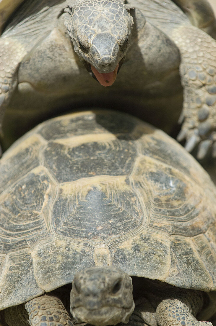 Hermanns Tortoise (Testudo hermanni) mating