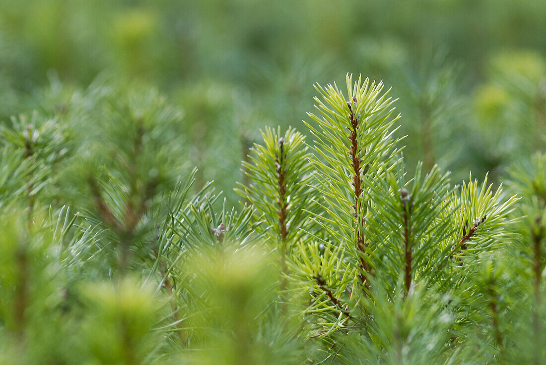 Scots Pine (Pinus sylvestris)