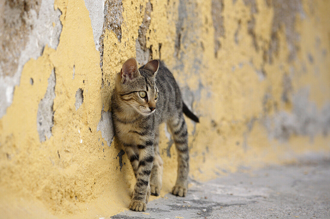 Young cat, Greece