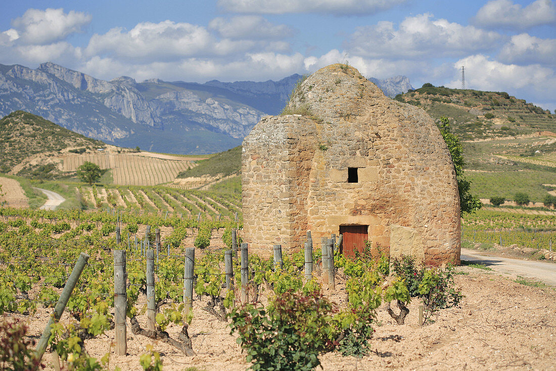 Vineyard in San Vicente, Rioja region, Spain