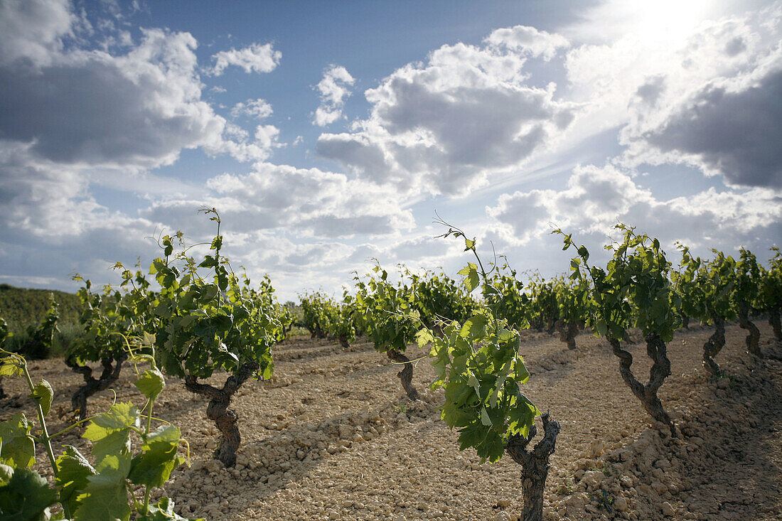 vines in Rioja wine region, Spain
