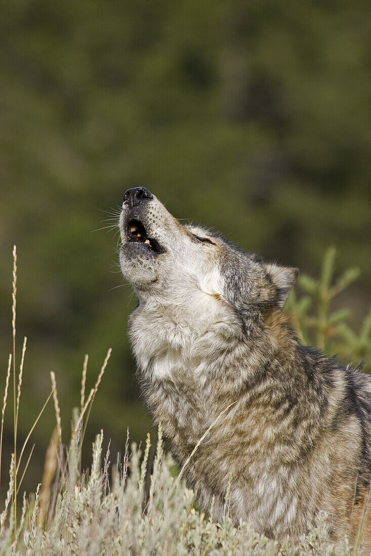 Male Wolf howls to the pack