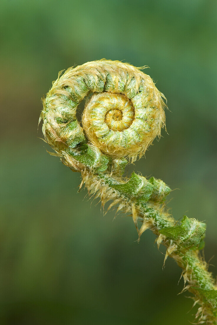 Western Sword Fern (Polystichum munitum)