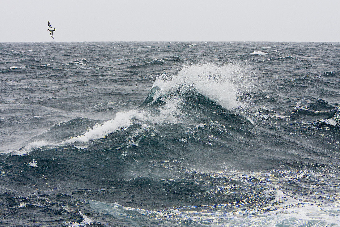 The Drake Passage