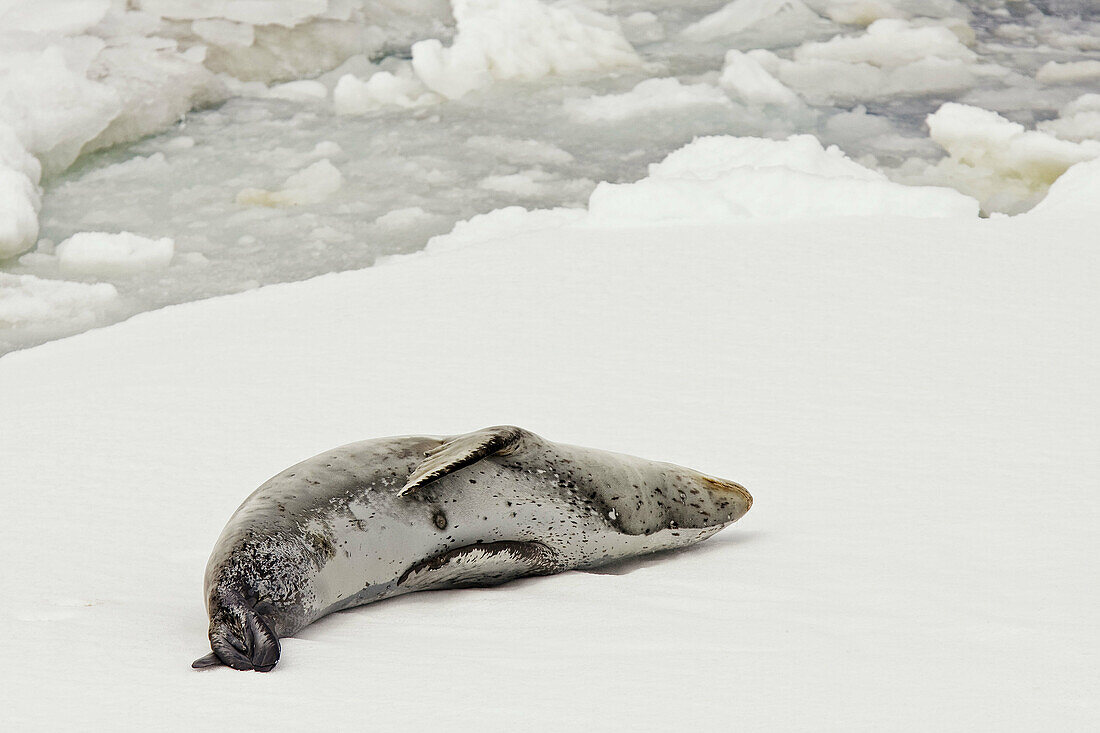 An adult leopard seal Hydrurga leptonyx hauled out and resting among the ice floes at Port Arthur in the caldera of Deception Island in the South Shetland Islands near the Antarctic peninsula, southern ocean