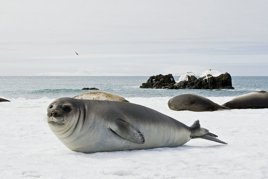 Newborn southern elephant seal (Mirounga leonina)
