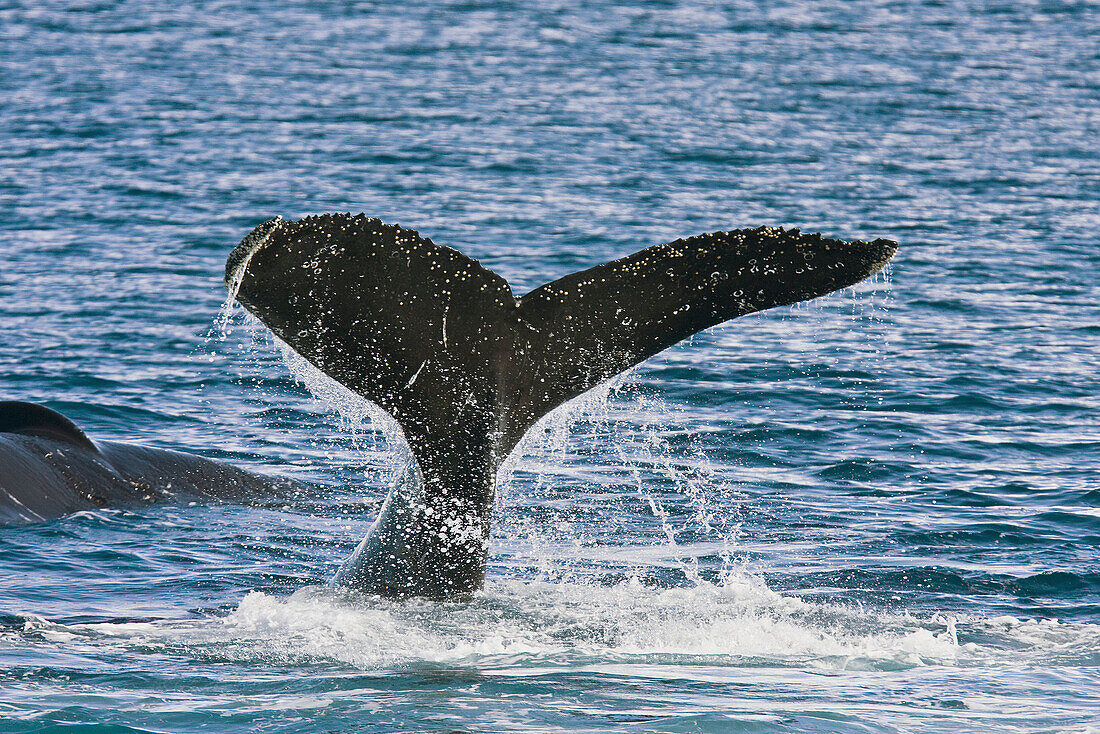 Adult humpback whale (Megaptera novaeangliae)