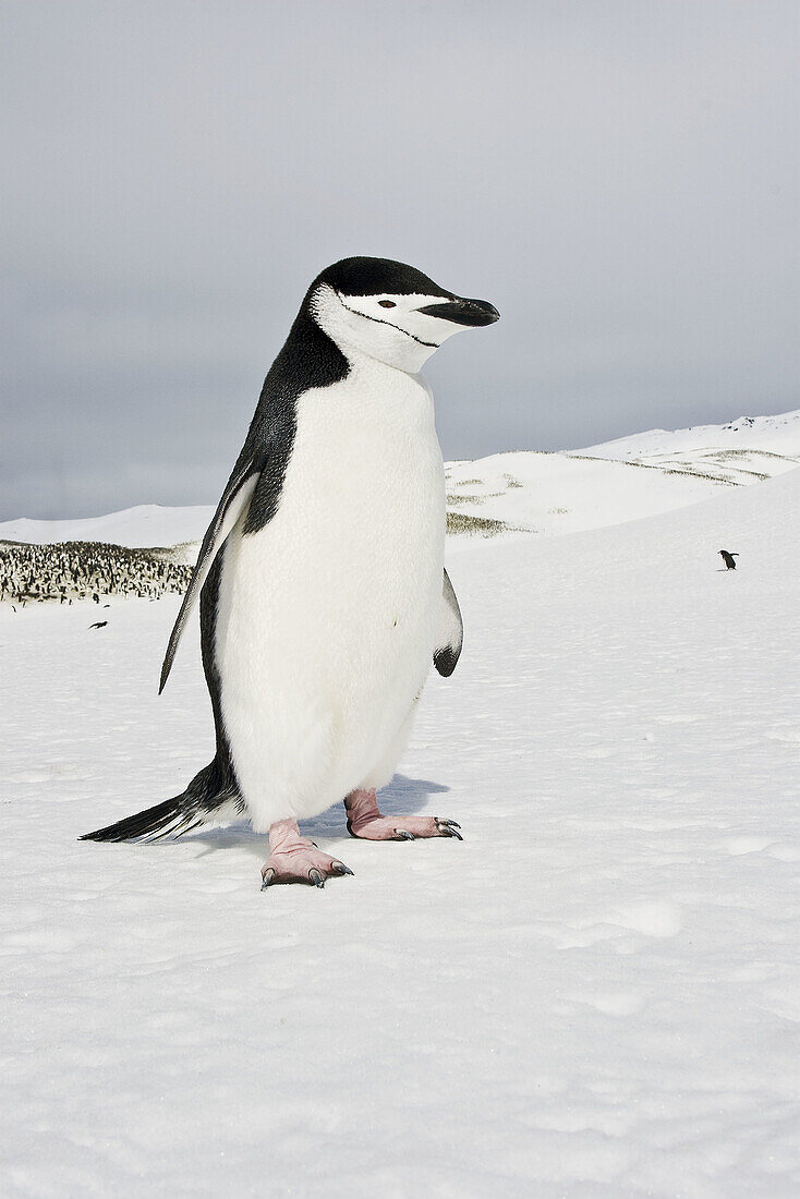 Chinstrap penguin (Pygoscelis antarctica)