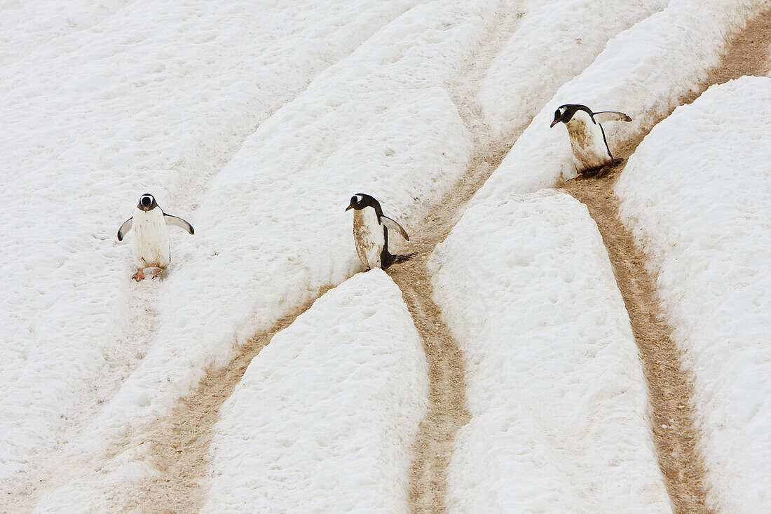 Adult gentoo penguins (Pygoscelis papua)