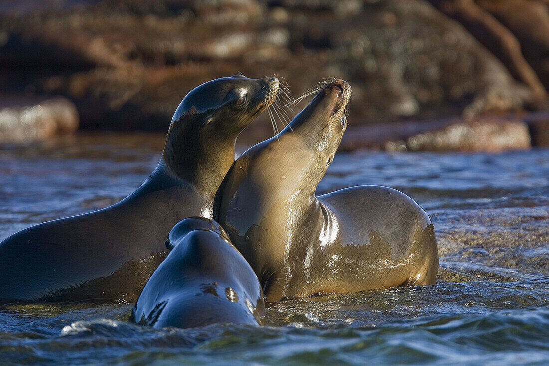 Young California sea lion (Zalophus californianus)