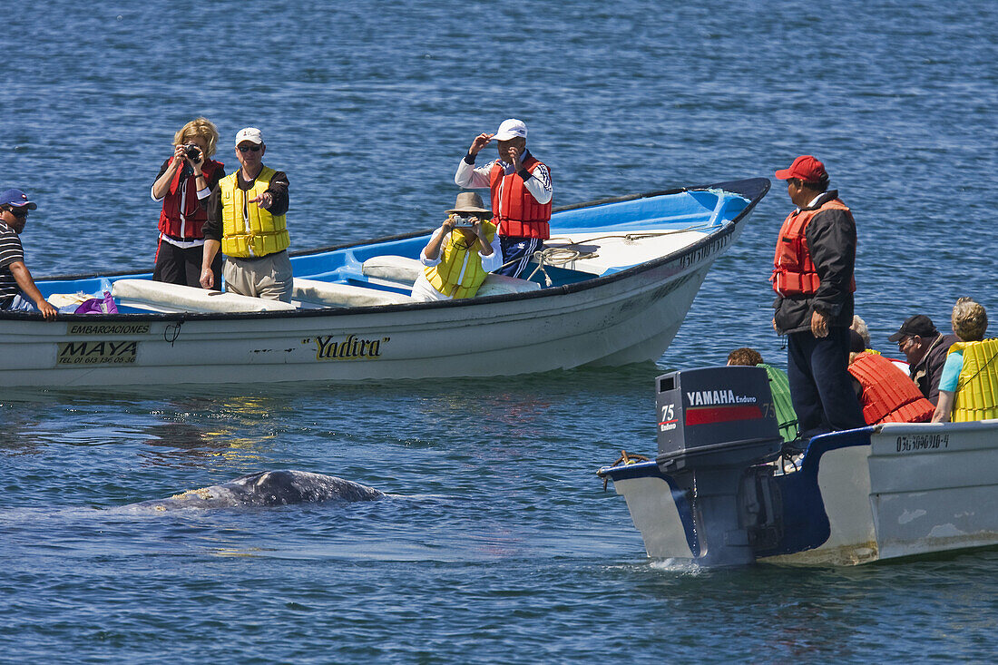 Mexican whalewatchers in pangas and California Gray Whale (Eschrichtius robustus)