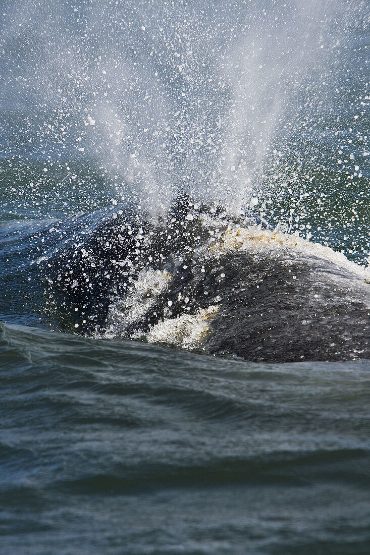 Adult California Gray Whale (Eschrichtius robustus)