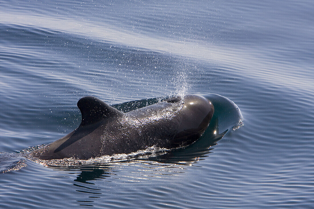 Short-finned pilot whales (Globicephala macrorhynchus)