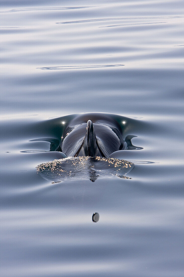Short-finned pilot whales (Globicephala macrorhynchus)