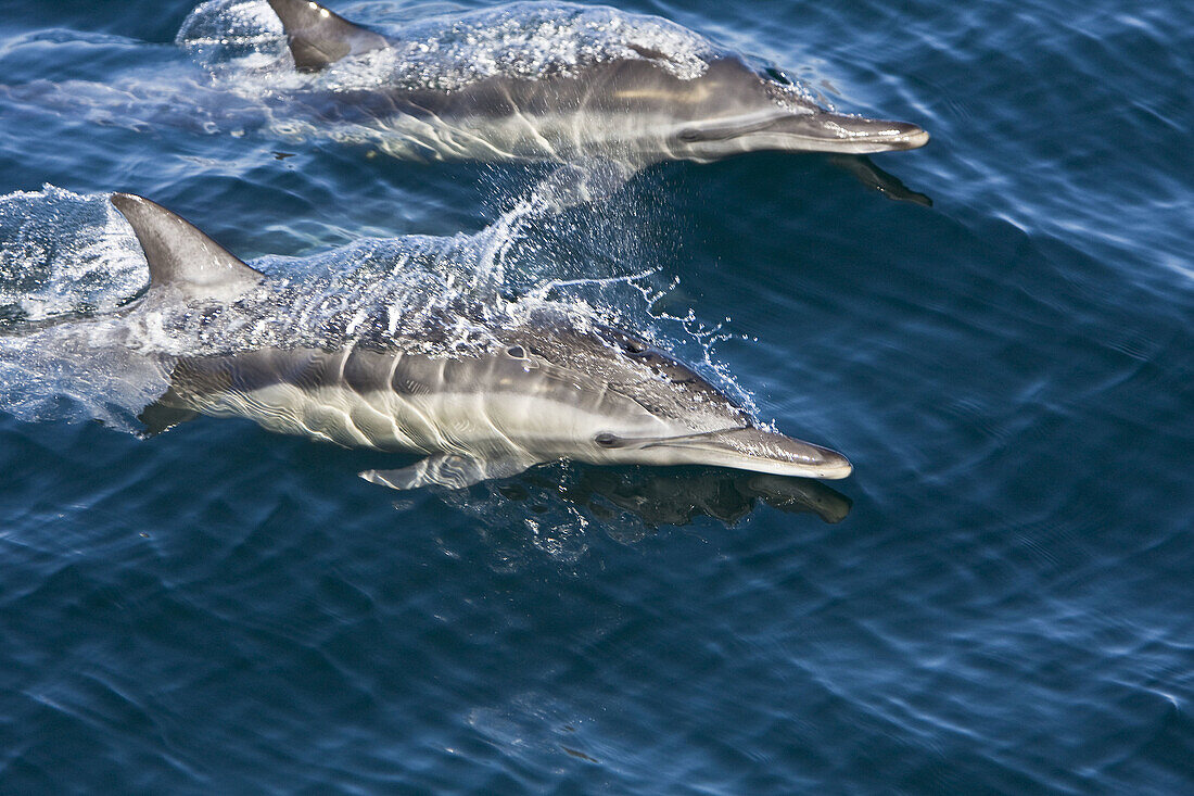 Long-beaked Common Dolphin pod Delphinus capensis encountered off Isla Espiritu Santo in the southern Gulf of California Sea of Cortez, Baja California Sur, Mexico