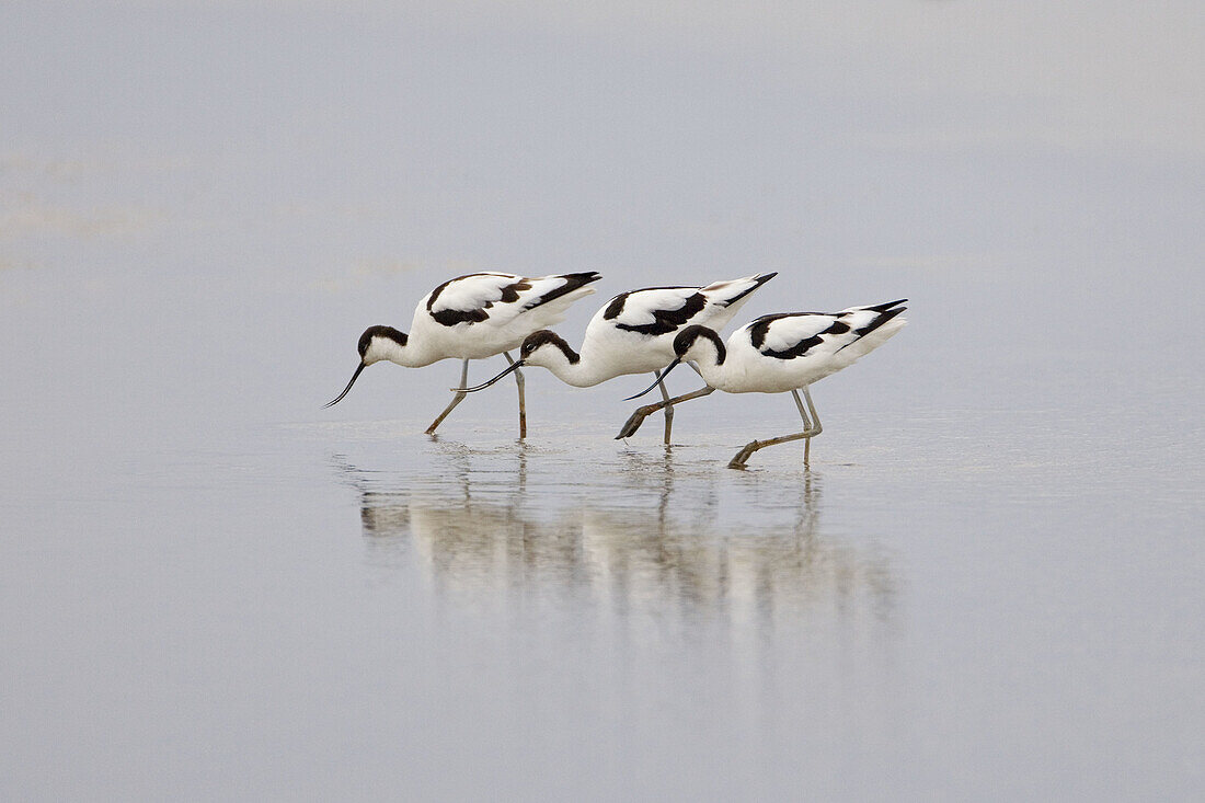 Avocets (Recurvirostra avocetta)