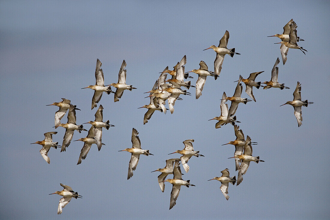Black-tailed Godwits (Limosa limosa), flock