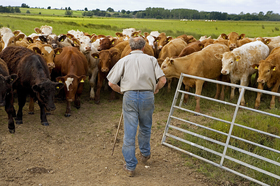 Farmer bringing in Cattle off grazing marshes Yare Valley Norfolk