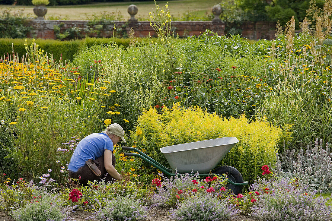 Lady Gardener at work in Flower Border Norfolk UK July