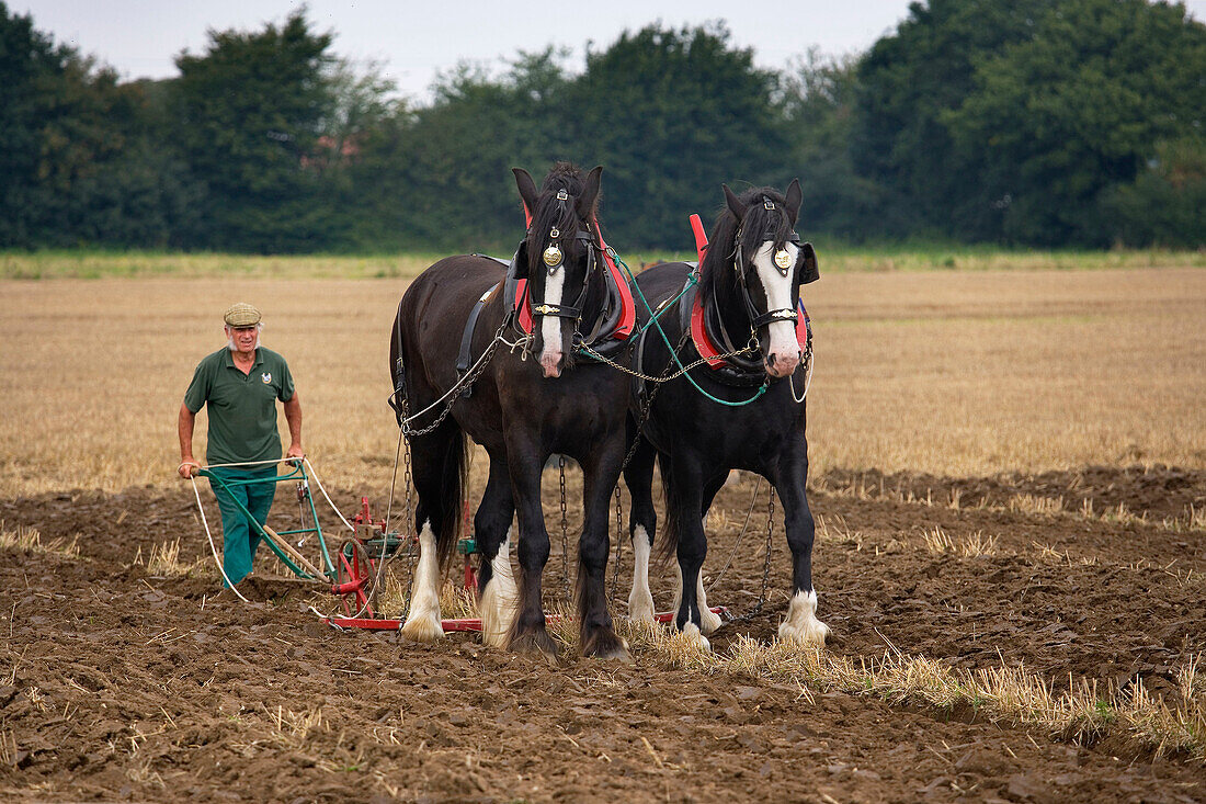 Ploughing with Shire Horses Norfolk UK September