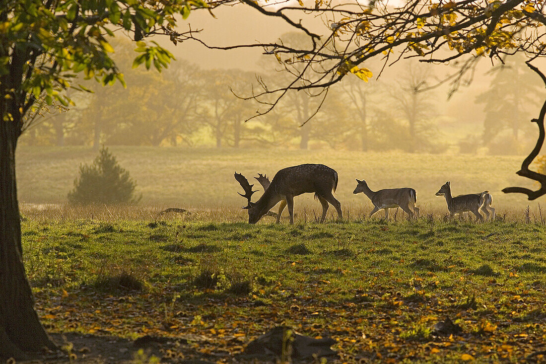 Fallow Deer Young Buck & Does Cervus dama