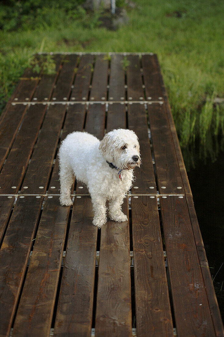 White cockapoodle dog on wood dock