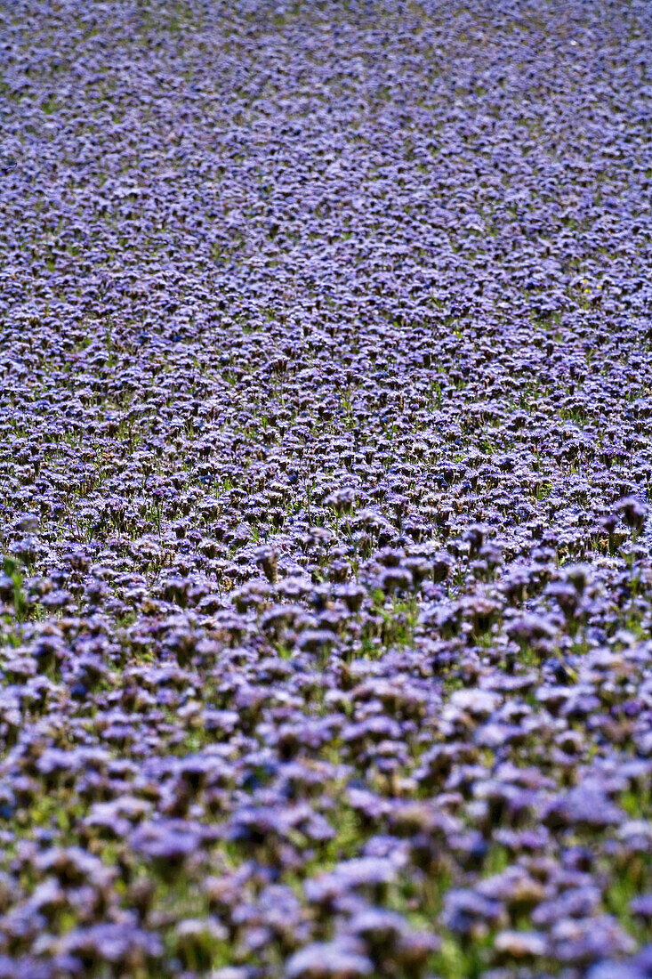 Filed of Phacelia