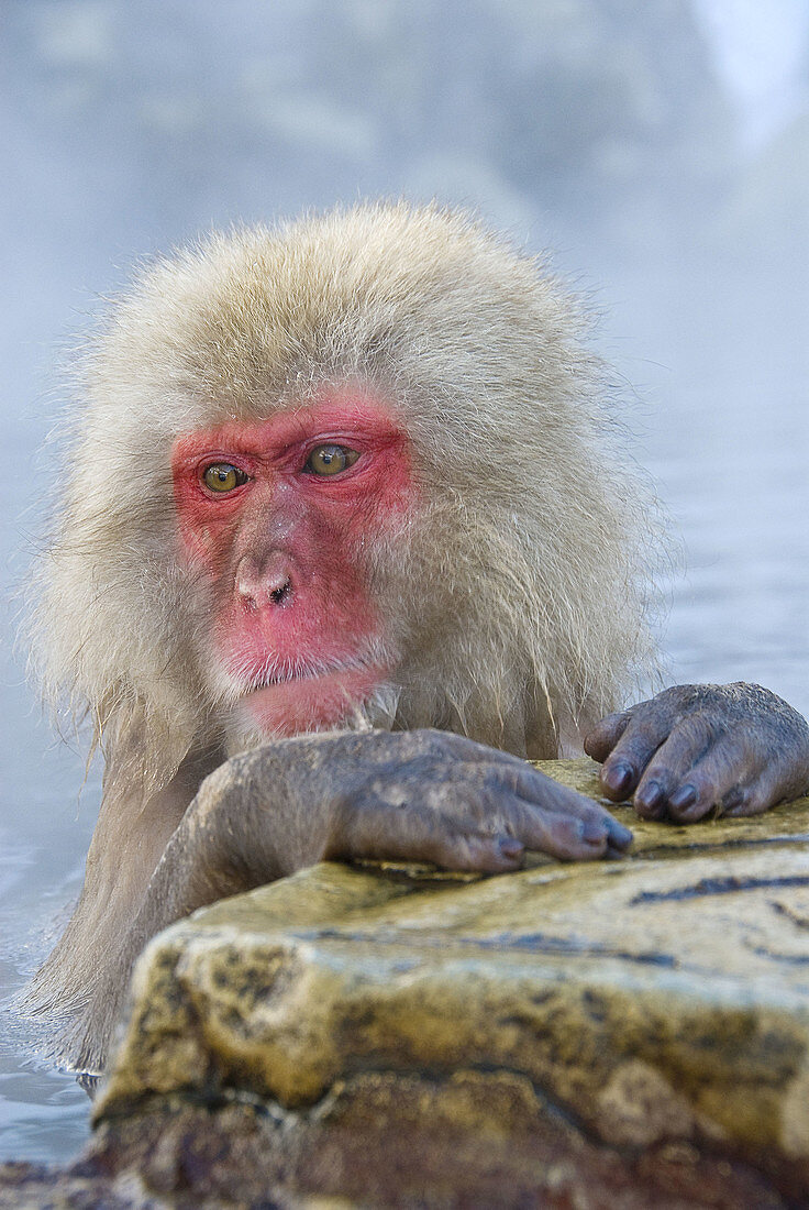 Japanese macaque or snow monkey, in hot pools, Jigokudani, Nagano district, Japan