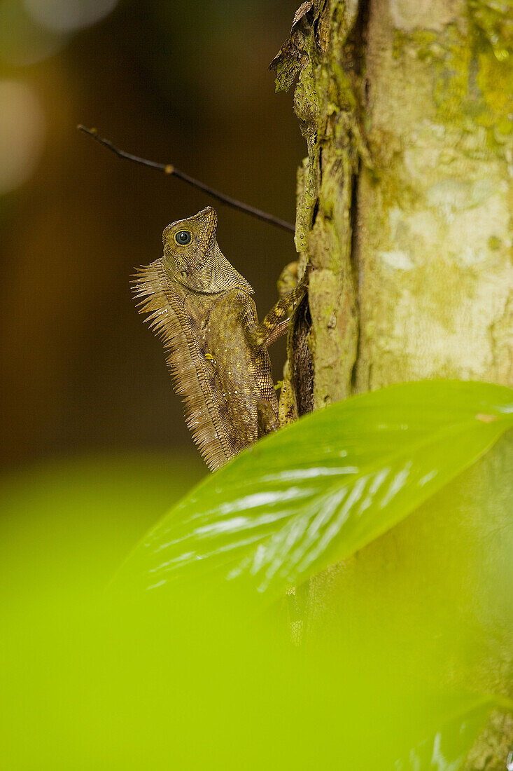 Agamid (Gonocephalus liogaster), Danum Valley Conservation Area. Sabah, Borneo, Malaysia
