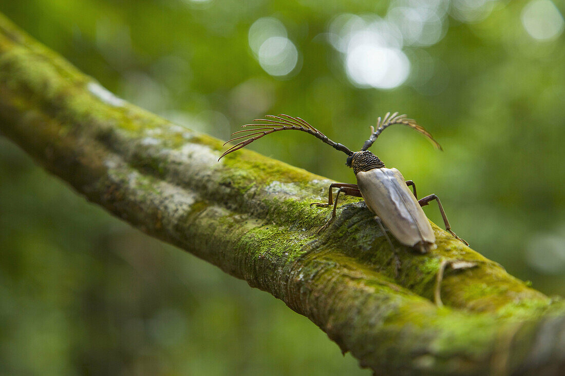 Beetle on tree branch, Danum Valley Conservation Area. Sabah, Borneo, Malaysia