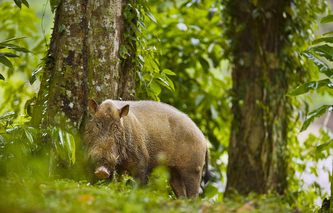 Bornean Bearded Pig (Sus barbatus), Danum Valley Conservation Area. Sabah, Borneo, Malaysia