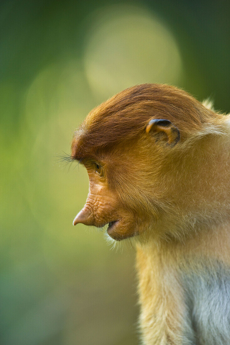 Proboscis Monkey (Nasalis larvatus), Labuk Bay Proboscis Monkey Sanctuary. Sabah, Borneo, Malaysia