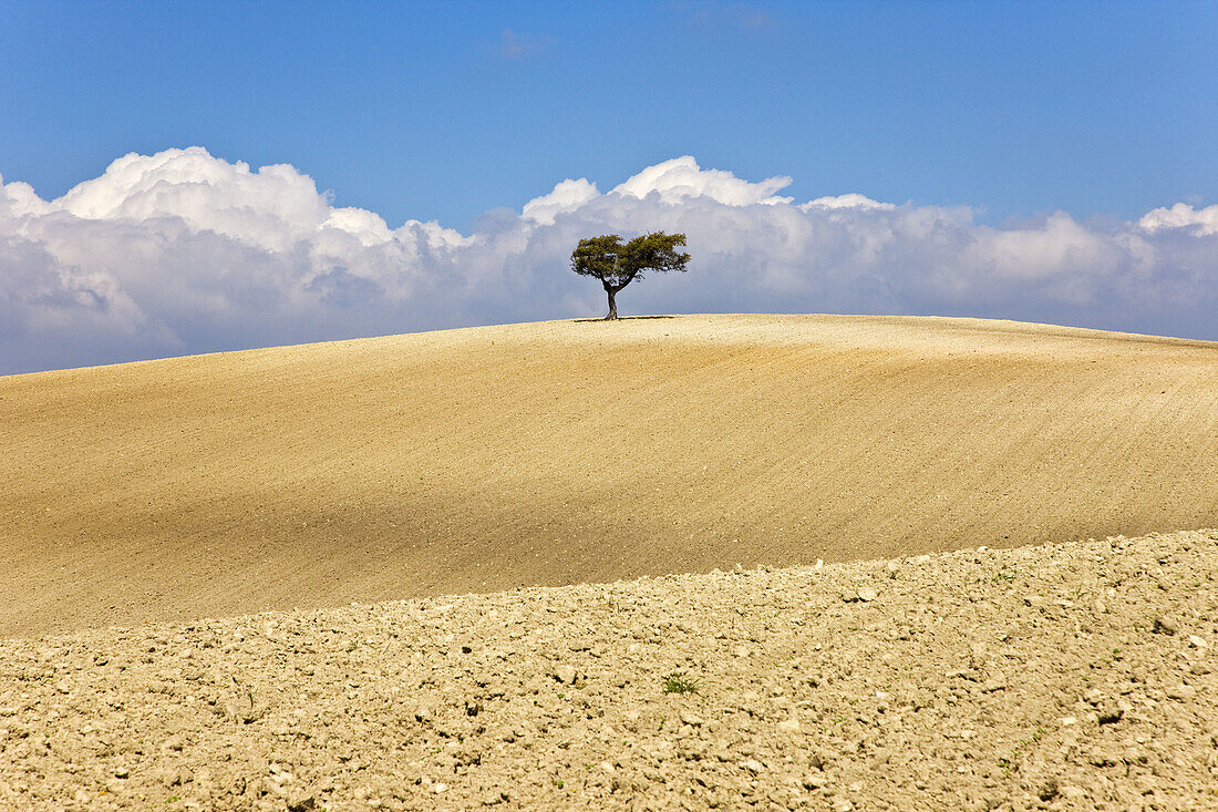 Rural landscape. Sevilla province, Andalucia, Spain