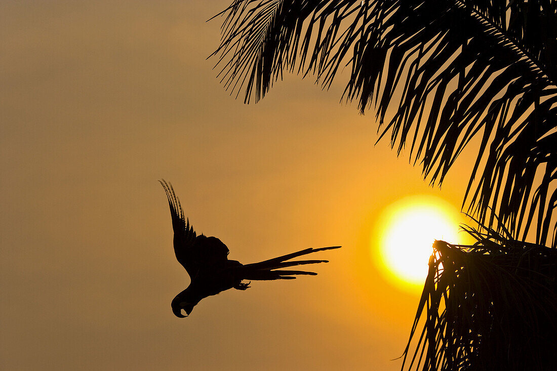 Hyacinth Macaw (Anodorhynchus hyacinthinus), Pantanal Matogrossense National Park. Mato Grosso, Brazil