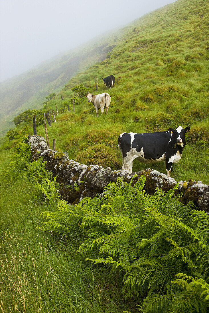 Scenic, Pico Island, Azores, Portugal