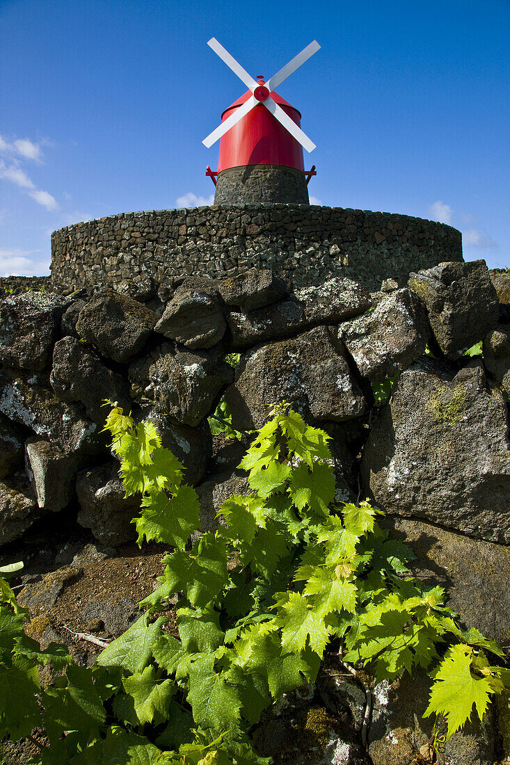 Vineyards and windmill, Pico Island, Azores, Portugal