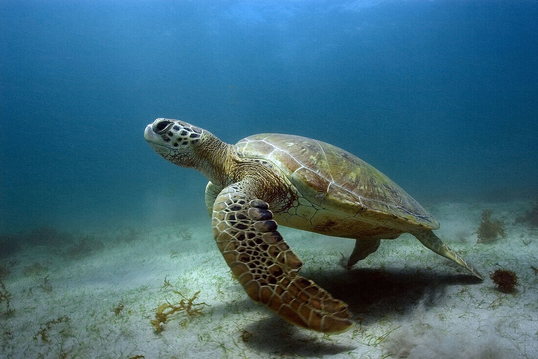 Green sea turtle, Chelonia mydas, Sueste Bay, Fernando de Noronha, Pernambuco, Brazil, Atlantic Ocean