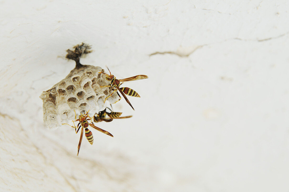 Wasps, Kauai, Hawaii, USA